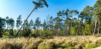 pano-foret-leba