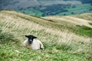 high peak-16