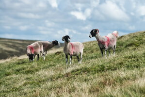 yorkshire-dales-81