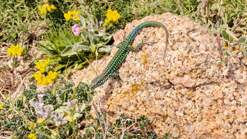 Capo Testa