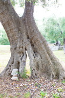 Pouilles, Gargano, agriturismo Madona Incoronata-6