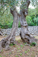 Pouilles, Gargano, agriturismo Madona Incoronata-14