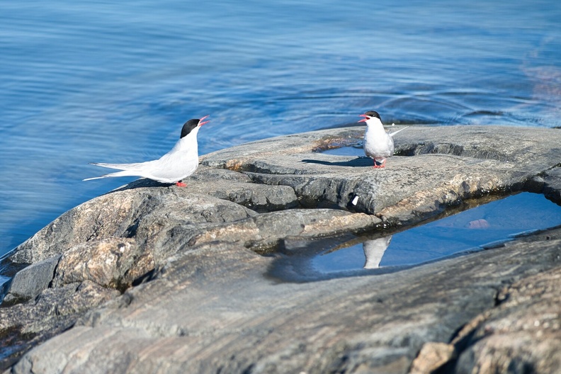 Oiseaux sur l'Île de Brando