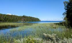 koli 